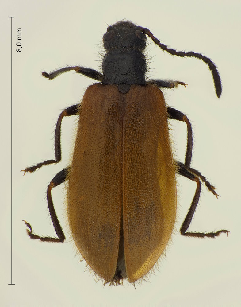 Lagria rufipennis