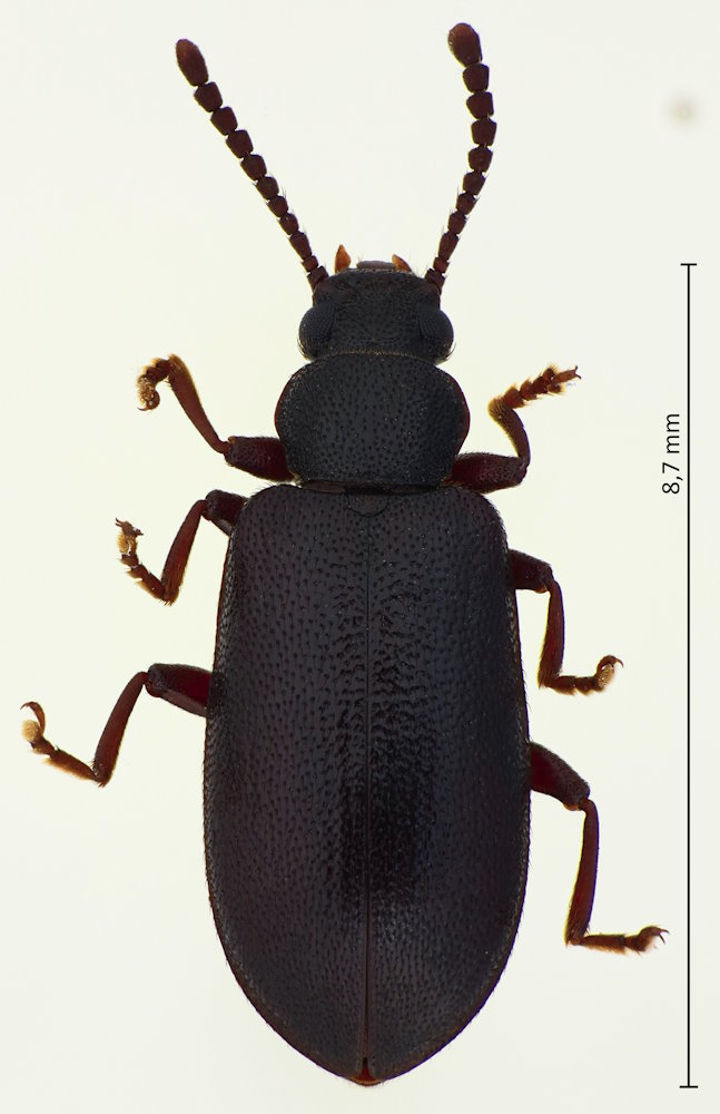 Luprops orientalis