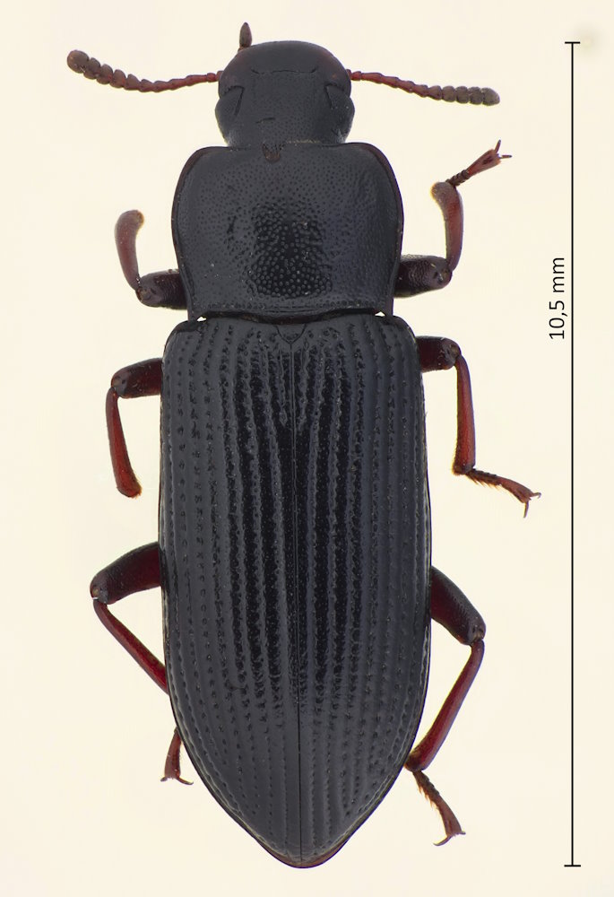 Menephilus lucens