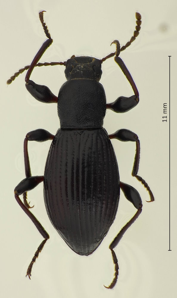 Misolampidius cf. okumurai