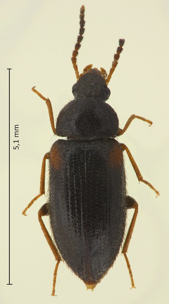 Mycetochara mimica