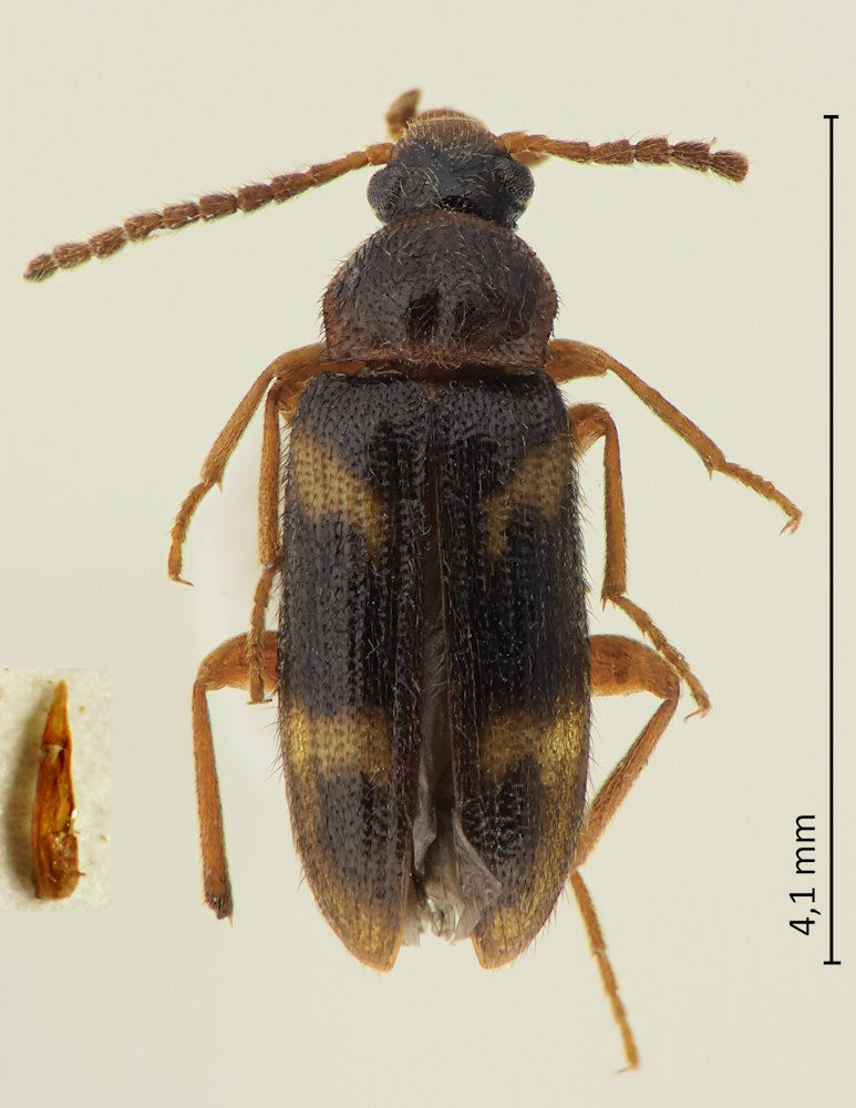Mycetochara oodaigaharaensis