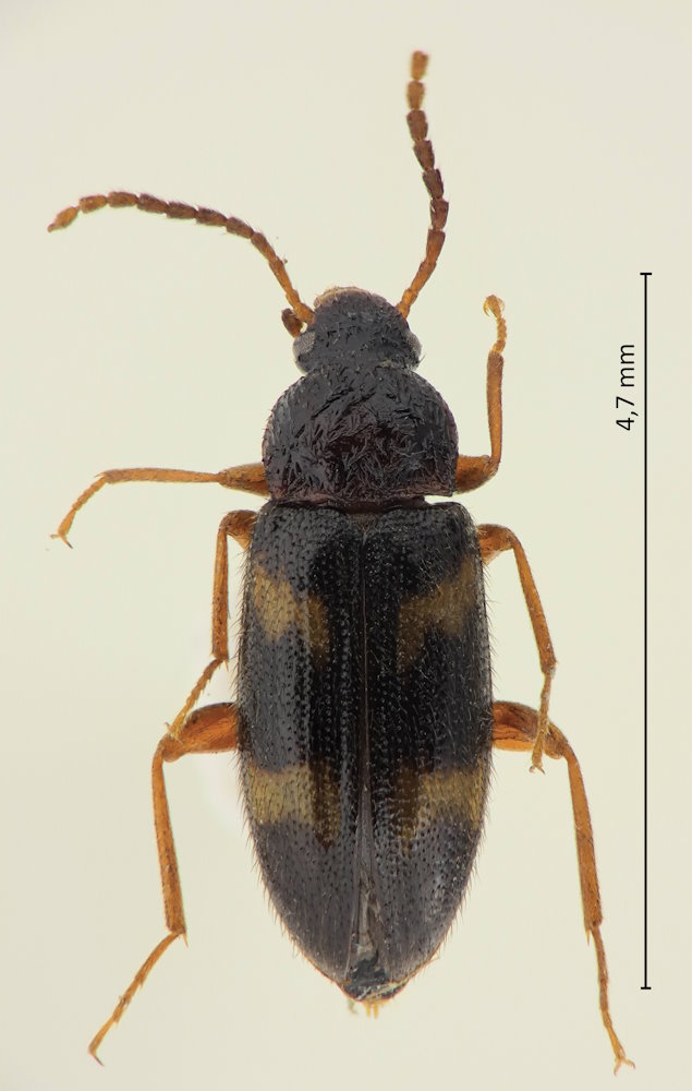 Mycetochara oodaigaharaensis