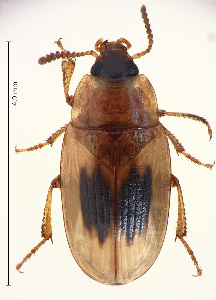 Phaleria atricepss