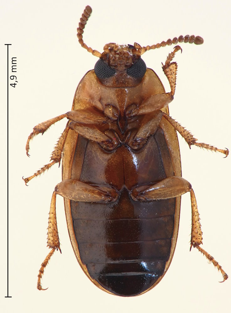 Phaleria atricepss