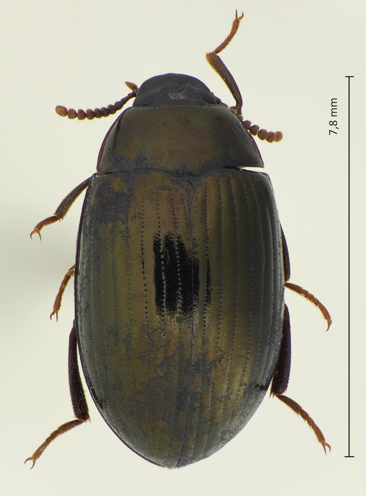 Platydema nigroaeneum