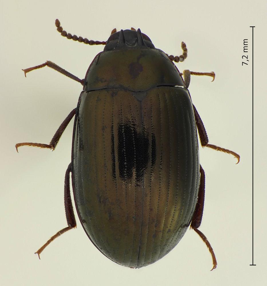 Platydema nigroaeneum