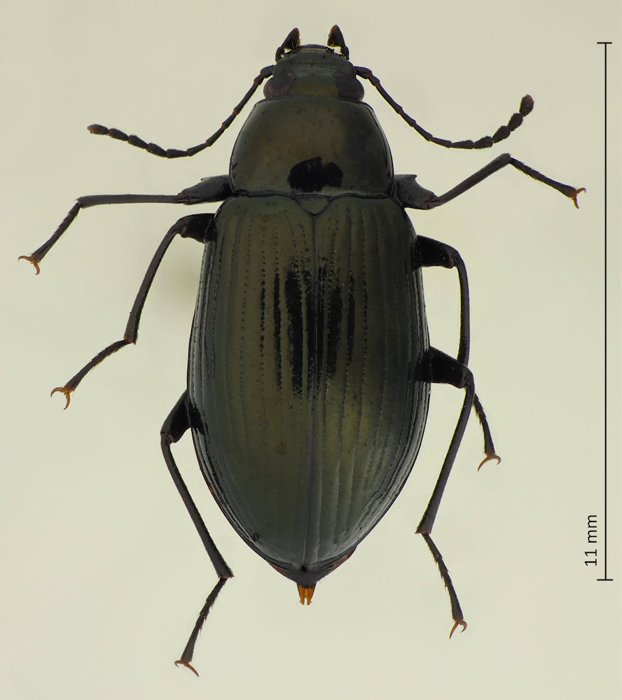 Plesiophthalmus laevicollis