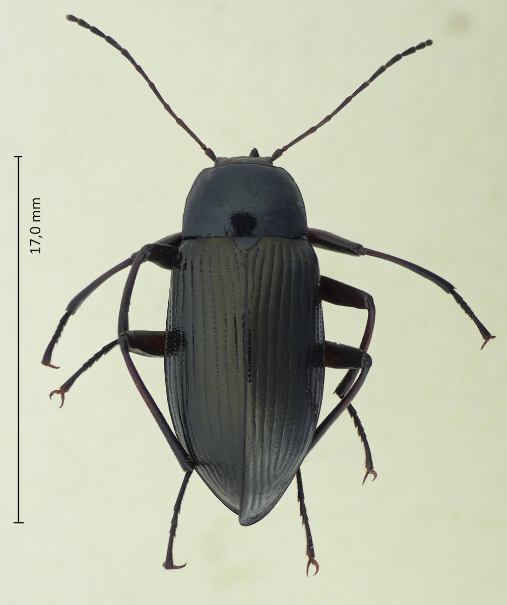 Plesiophthalmus nigrocyaneus