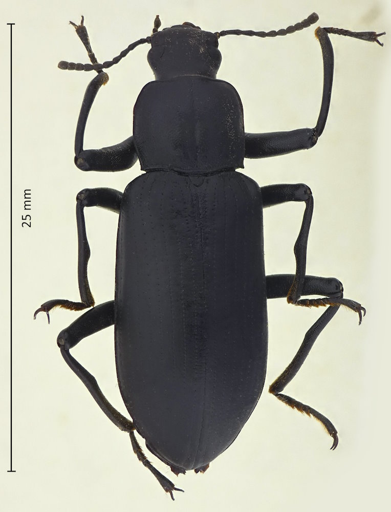 Promethis valgipes