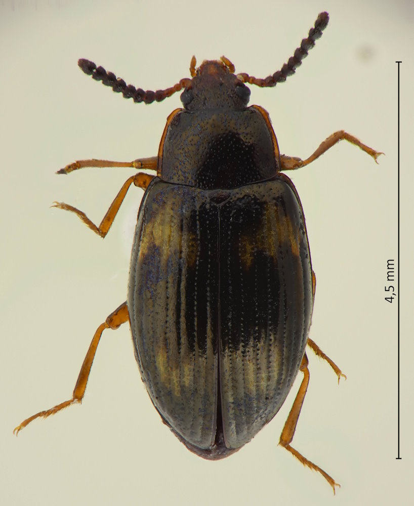 Scaphidema pictipennis