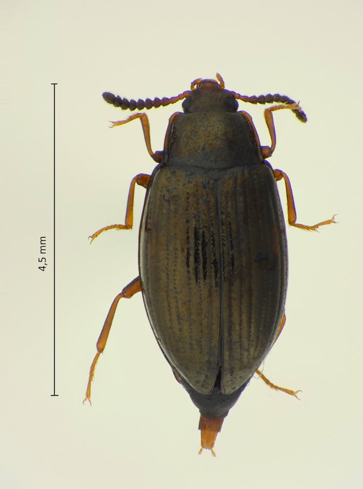 Scaphidema pictipennis
