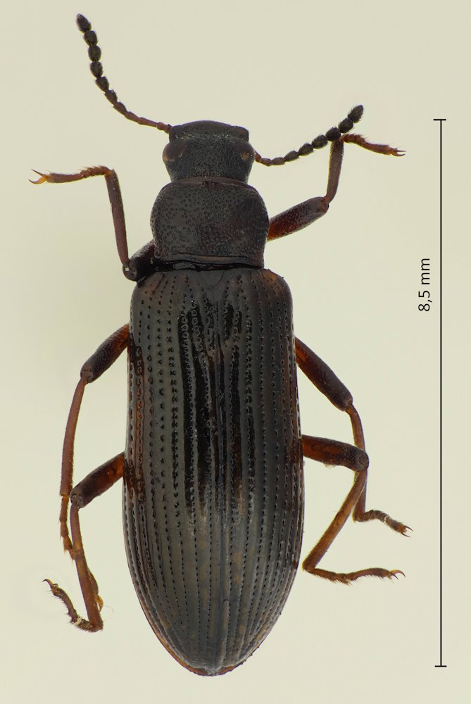 Strongylium brevicorne