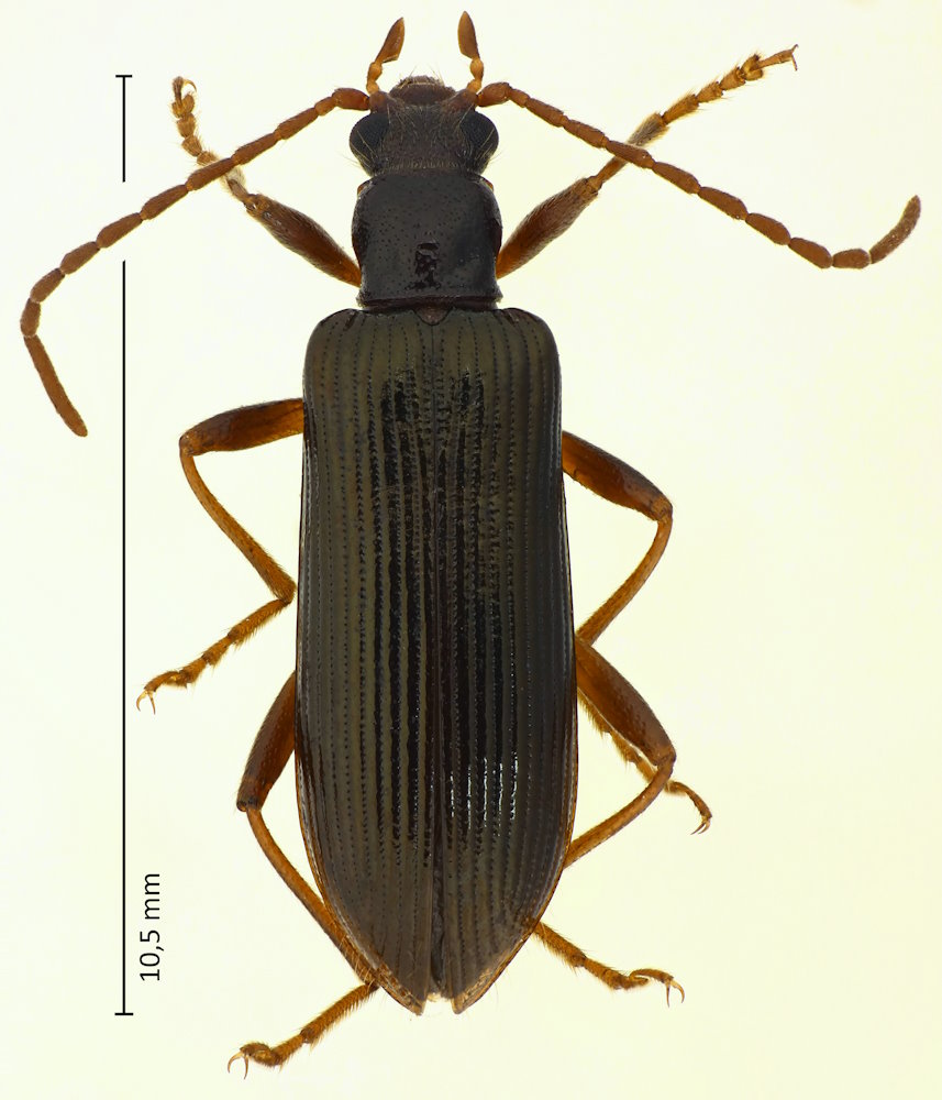 Strongylium impigrum