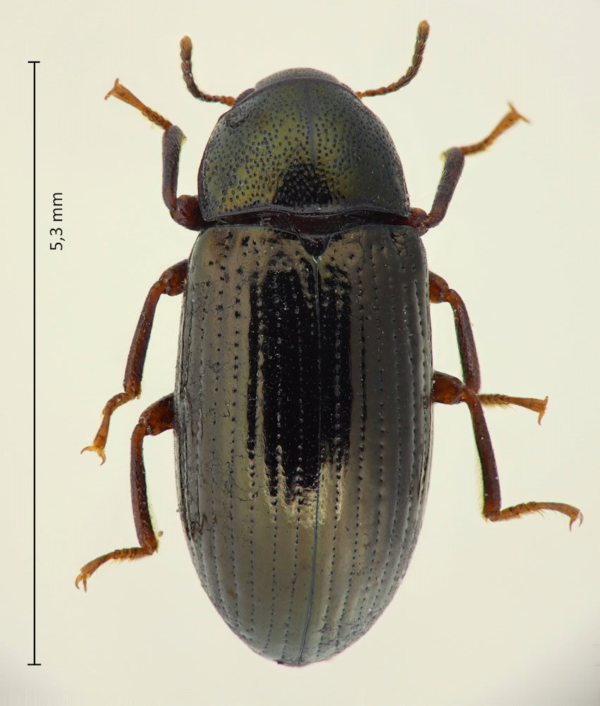 Tetragonomenes palpaloides