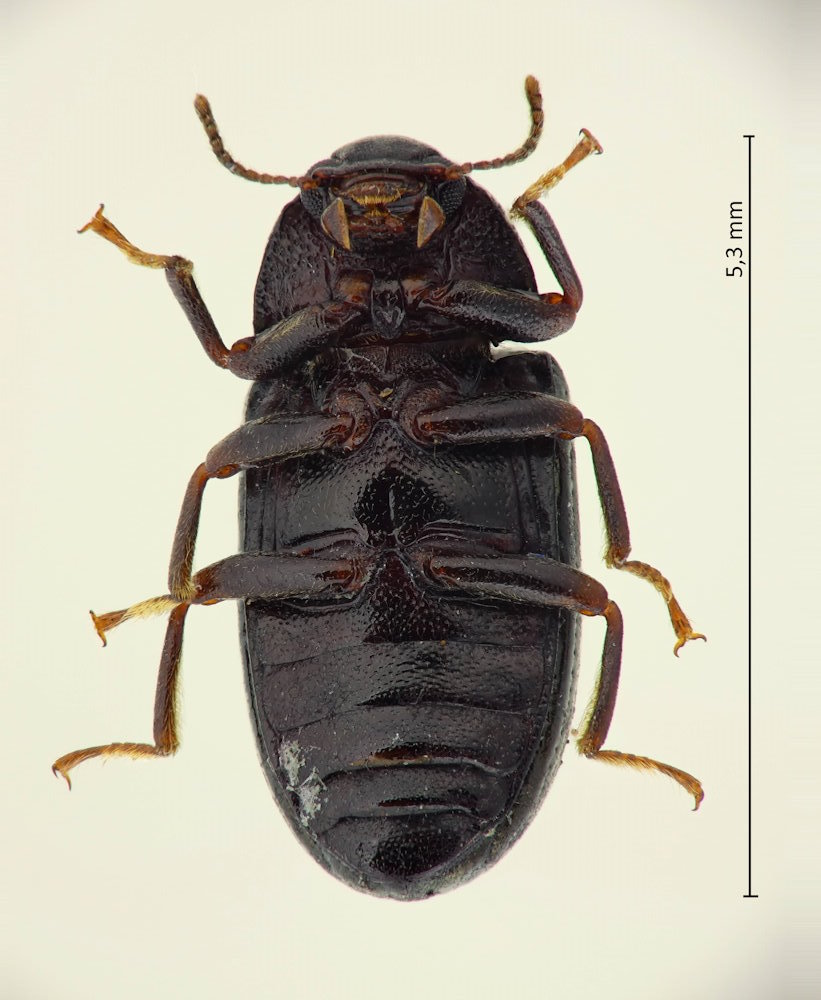 Tetragonomenes palpaloides