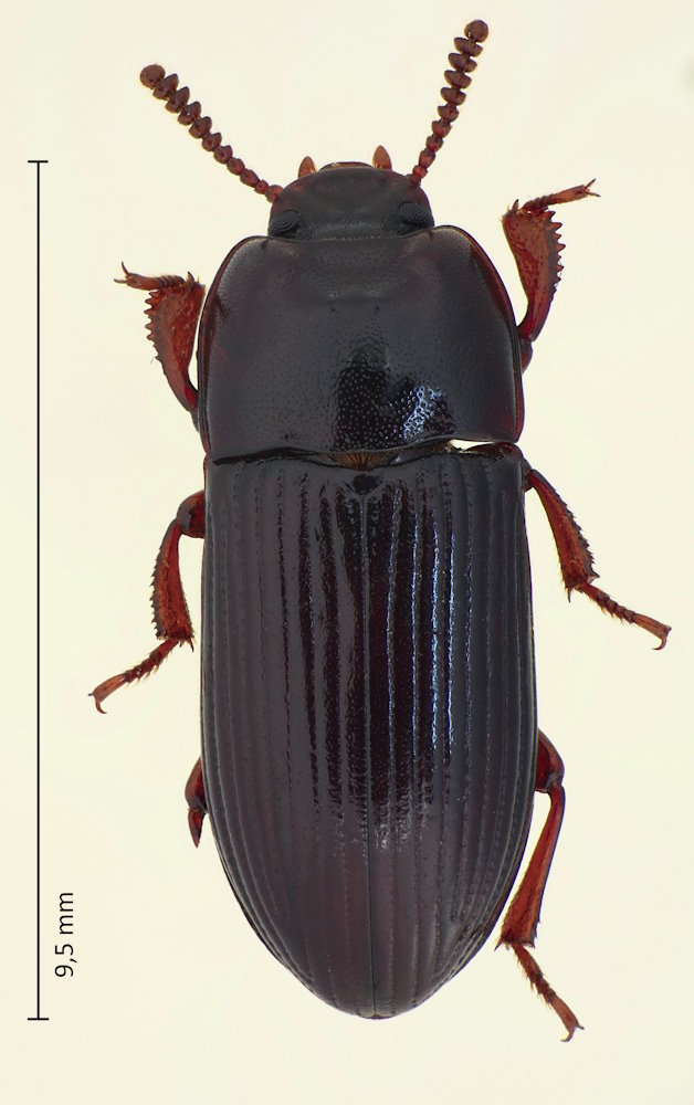 Uloma bonzica