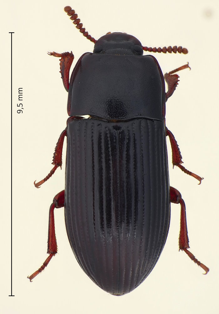 Uloma bonzica