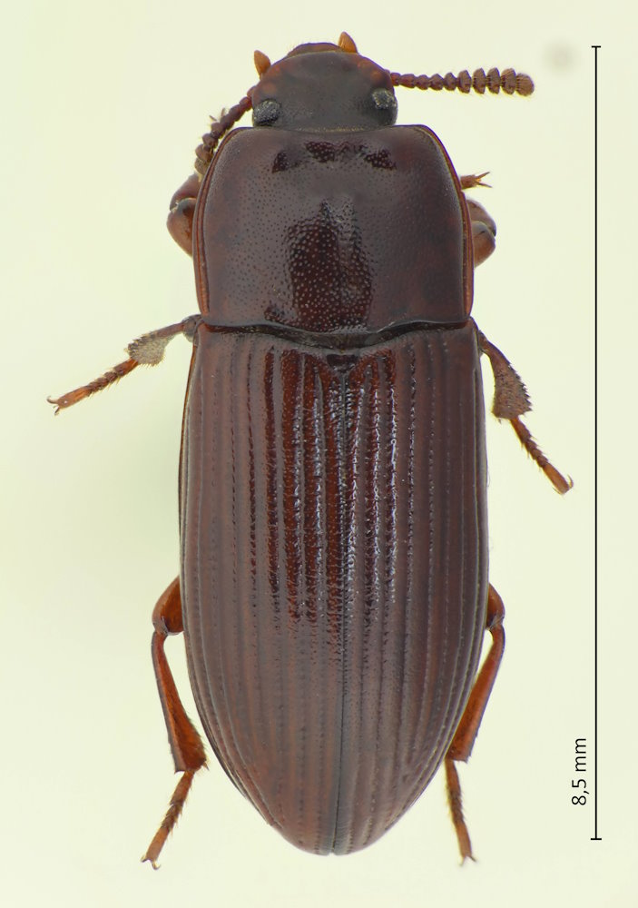 Uloma hikosana