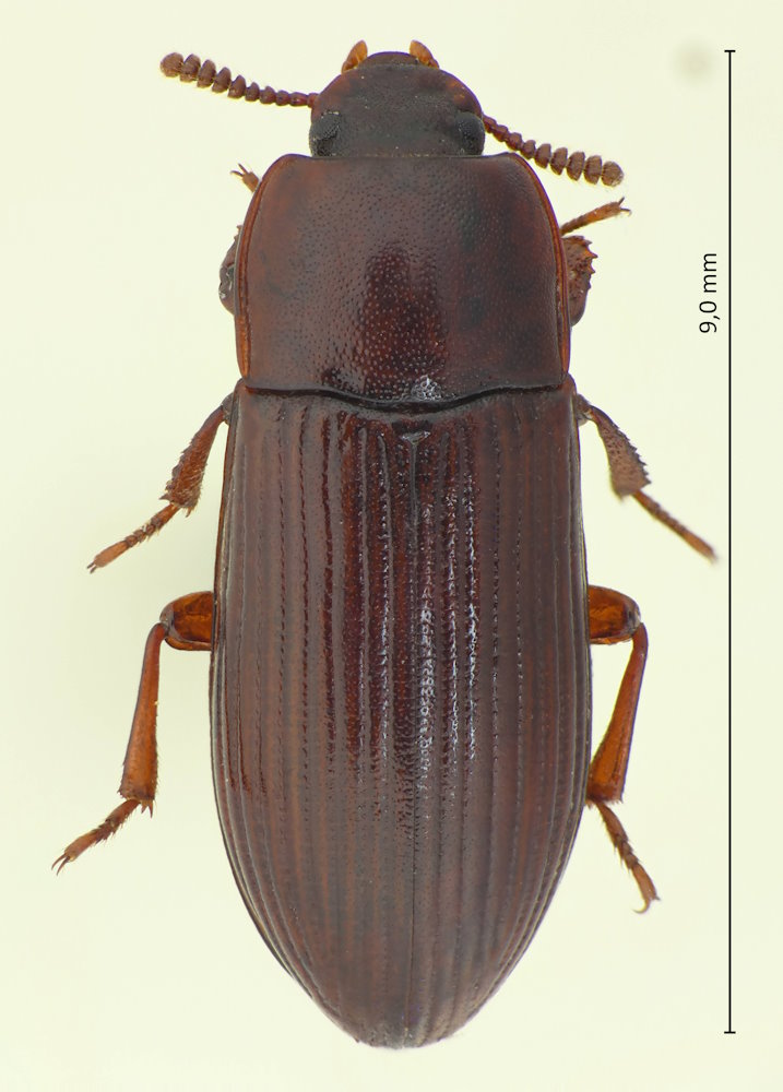 Uloma hikosana