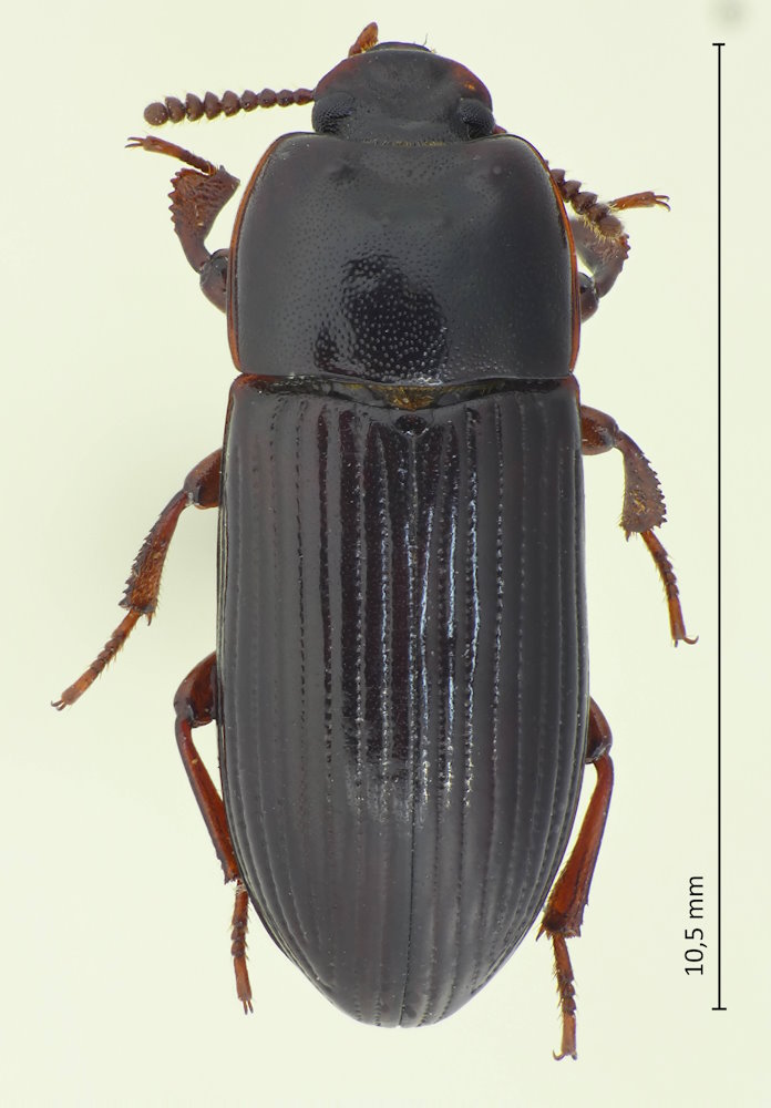 Uloma latimanus