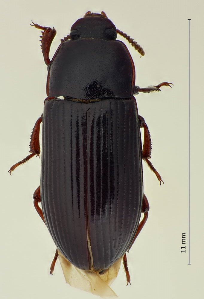 Uloma latimanus