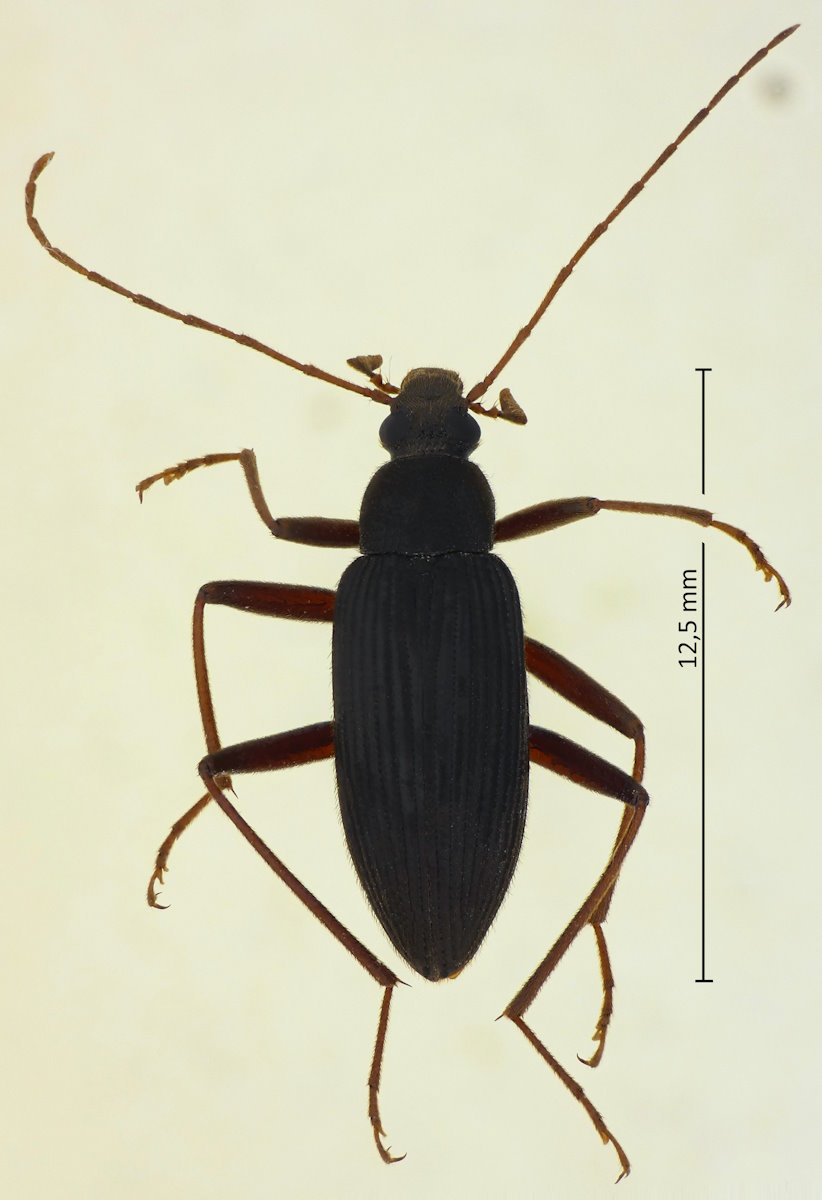 Upinella fuliginosa