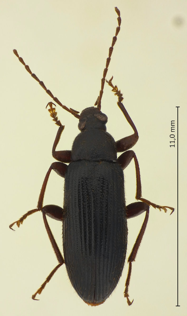 Upinella melanaria
