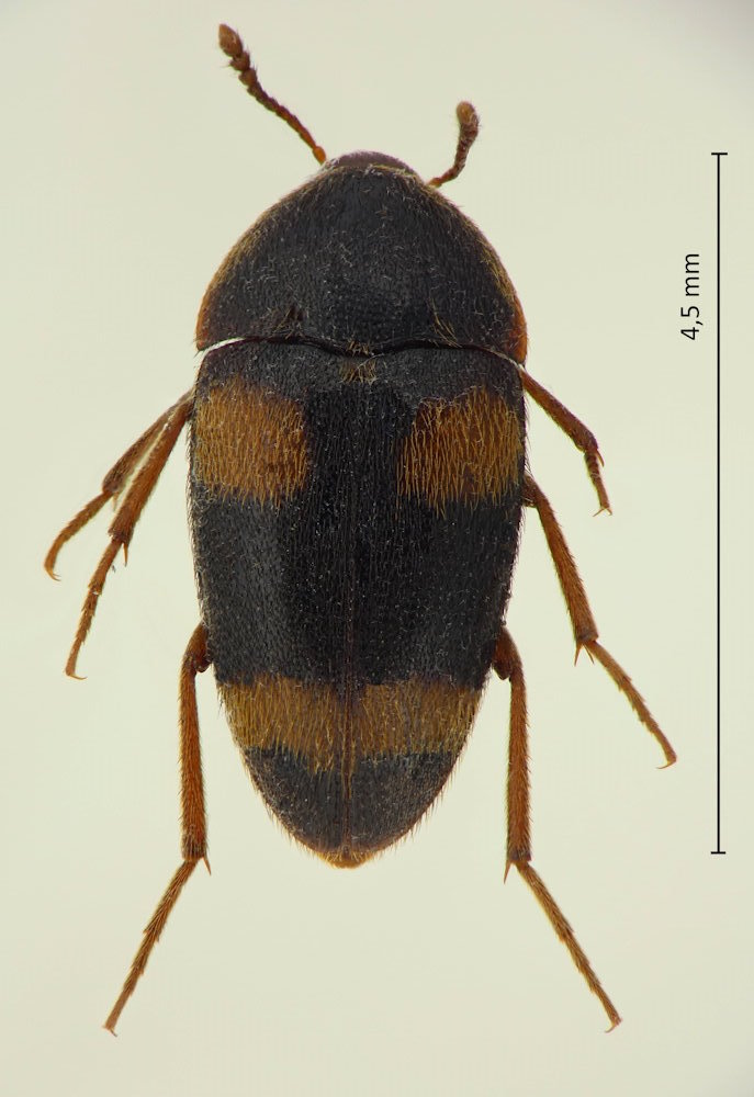 Holostrophus lewisi