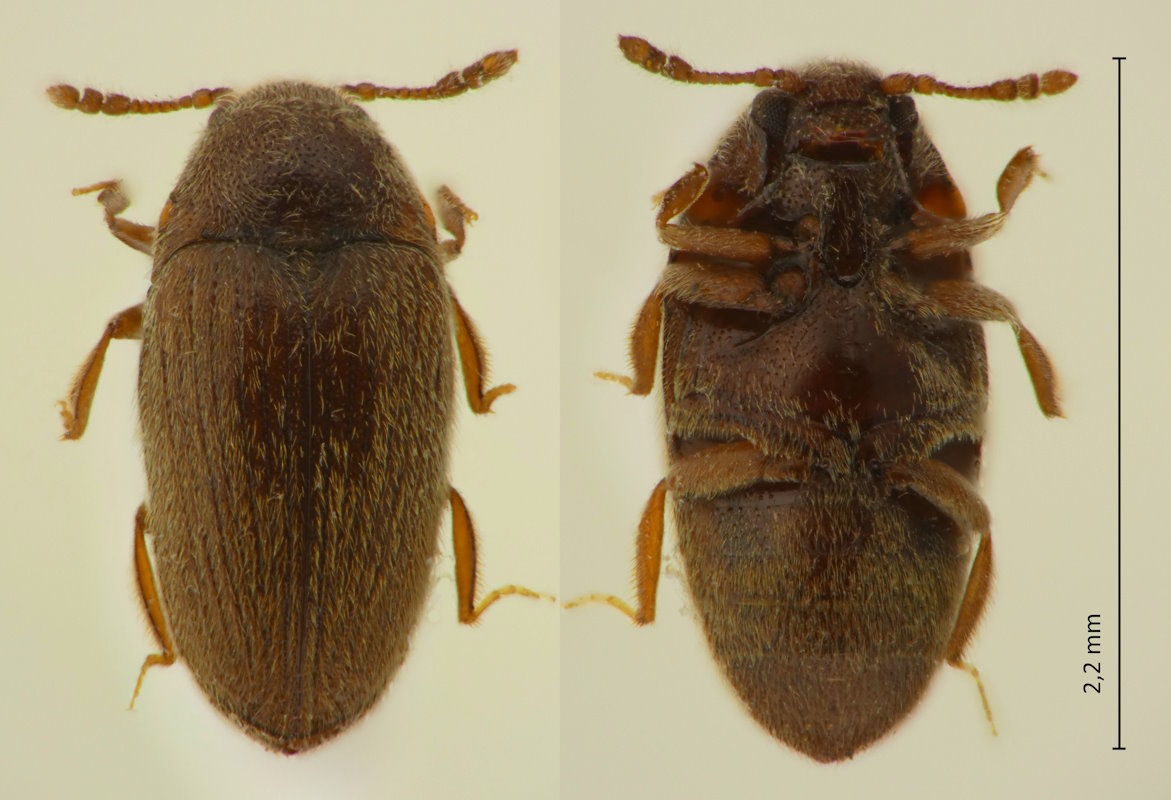 Trixagus turgidus
