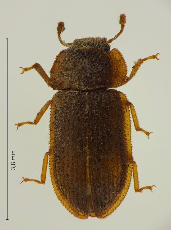 Bolcocius granulosus