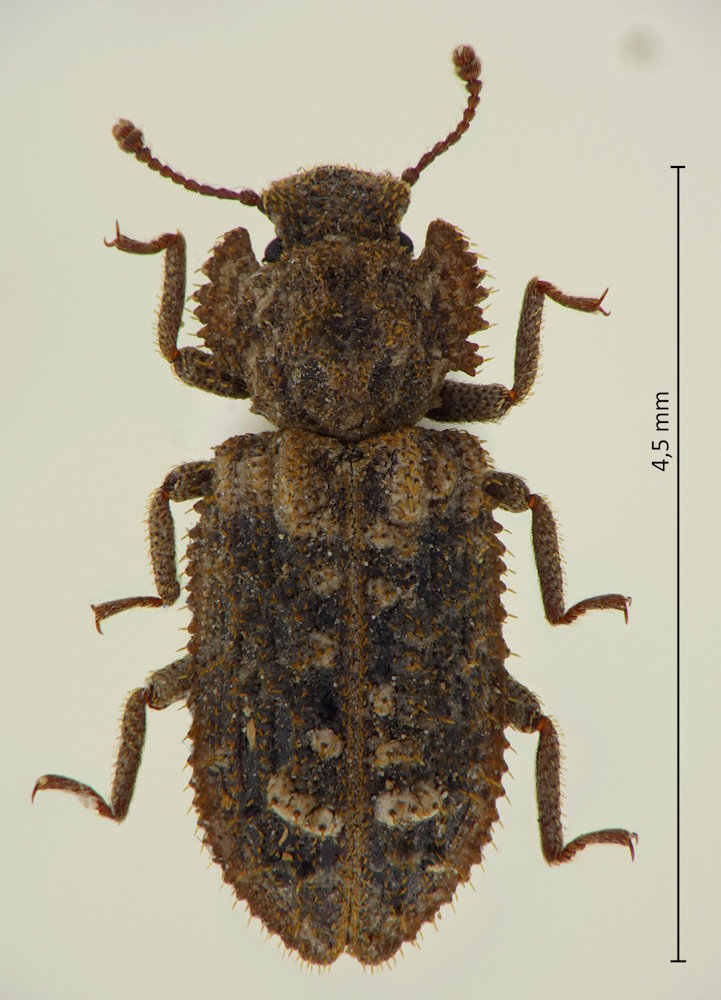 Endophloeus serratus