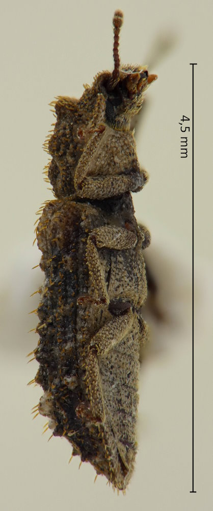 Endophloeus serratus