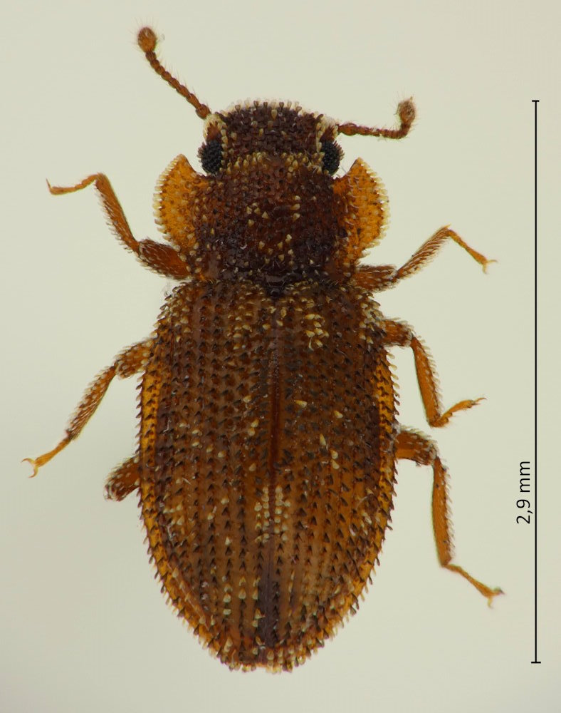 Glyphocryptus brevicollis