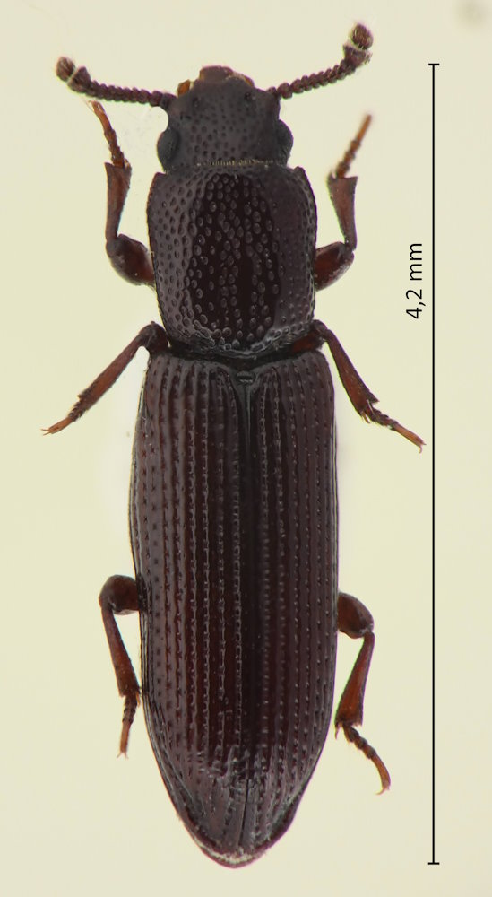 Pycnomerus vilis