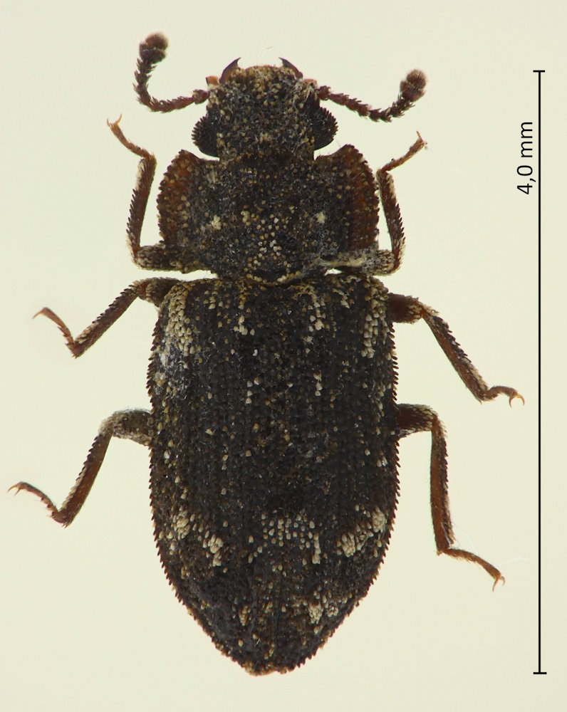 Trachypholis variegata
