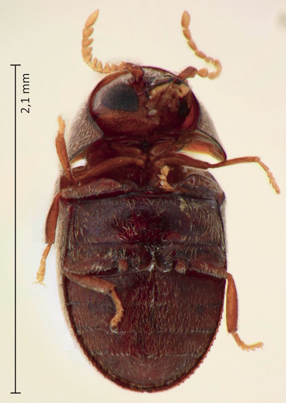 Mesocoelopus collaris