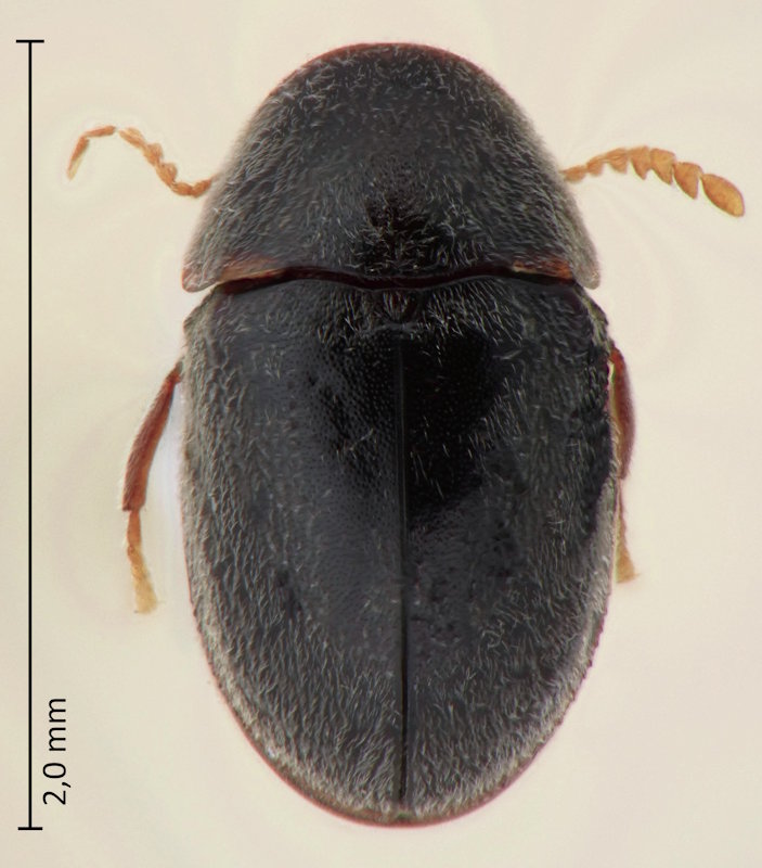Mesocoelopus niger