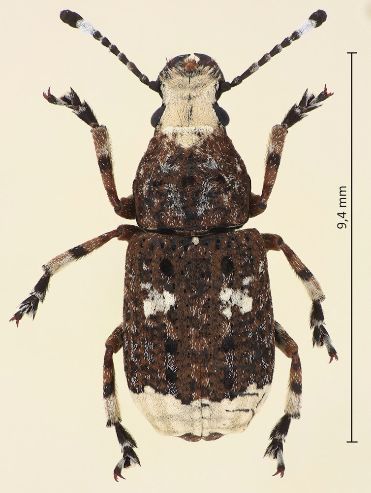 Platystomos albinus