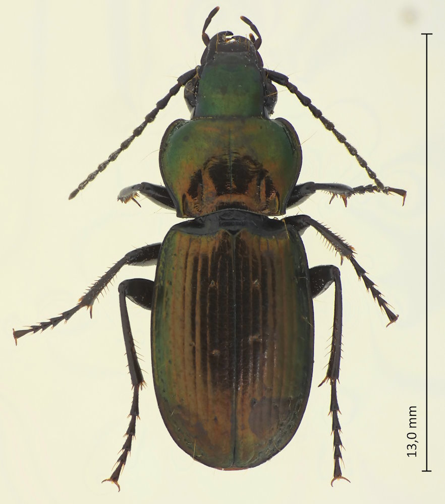 Pterostichus multipunctatus