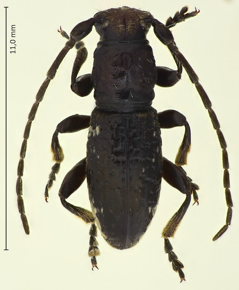 Paradeucalion maderense