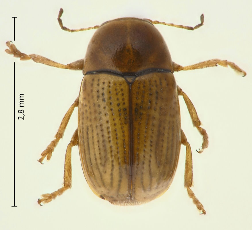 Cryptocephalus (Burlinius) gounellei