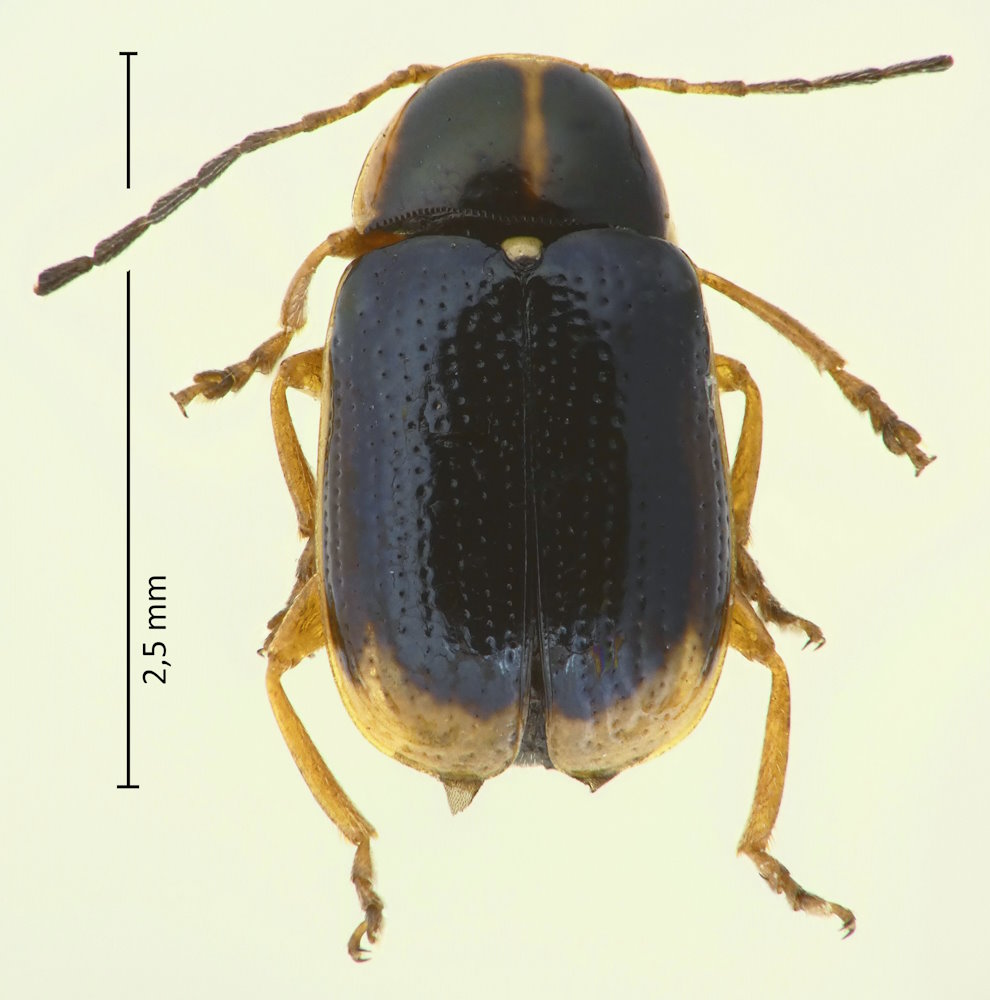 Cryptocephalus (Burlinius) saucius, Männchen