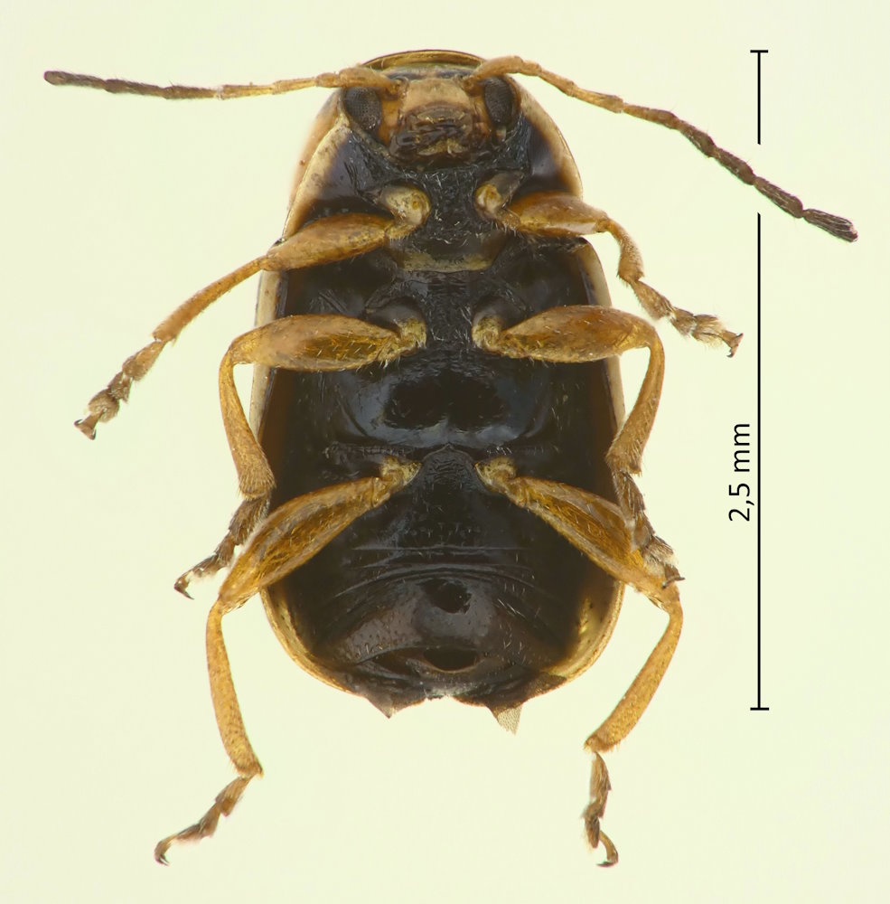 Cryptocephalus (Burlinius) saucius, Männchen, Unterseite
