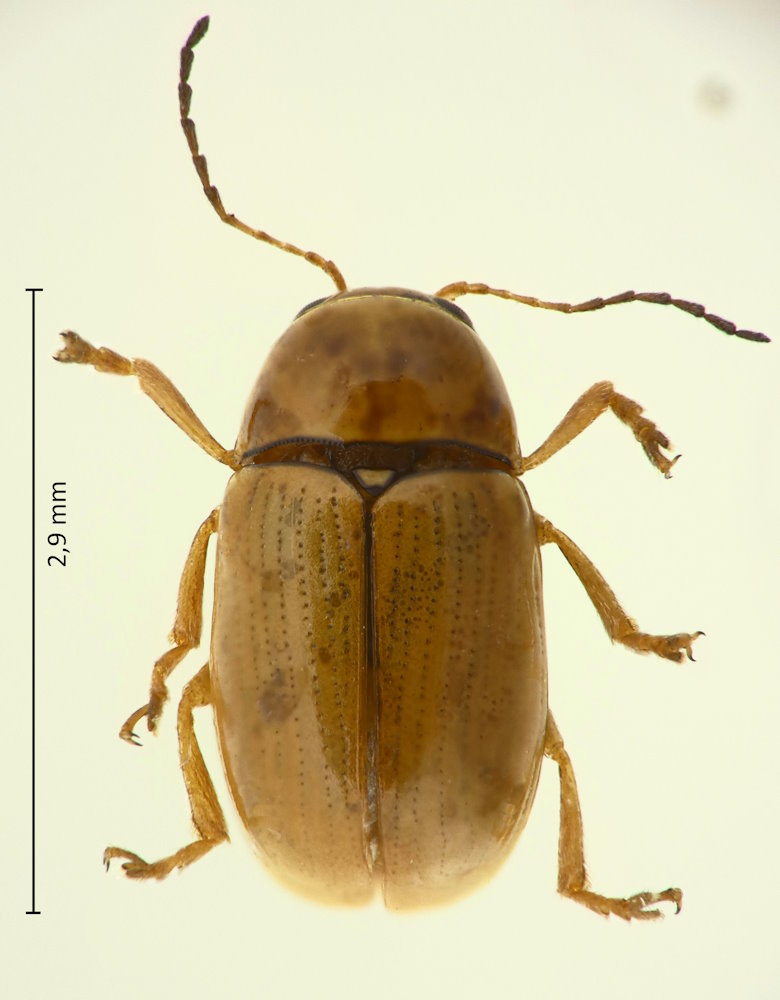 Cryptocephalus (Burlinius) saucius, Weibchen
