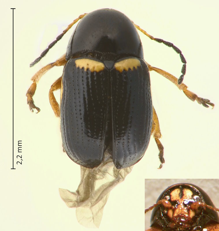 Cryptocephalus (Burlinius) strigosus