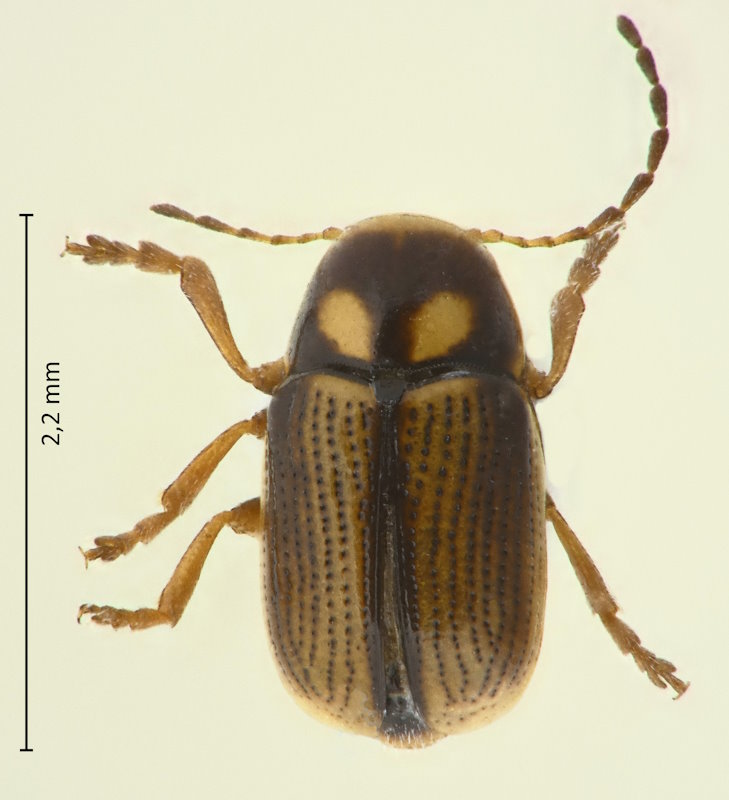 Cryptocephalus (Burlinius) tramuntanae