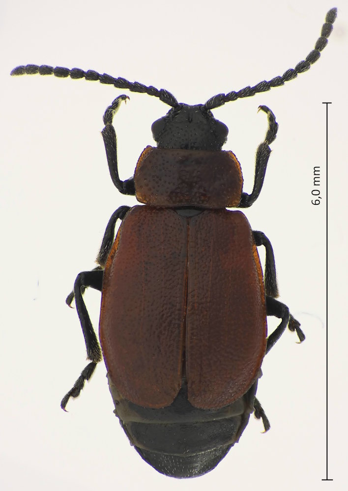 Galeruca melanocephala (Weibchen)