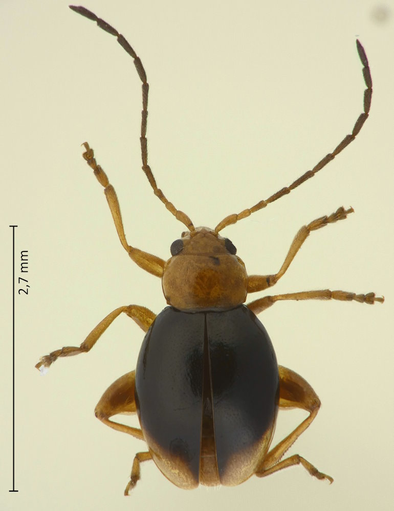 Longitarsus cinerariae