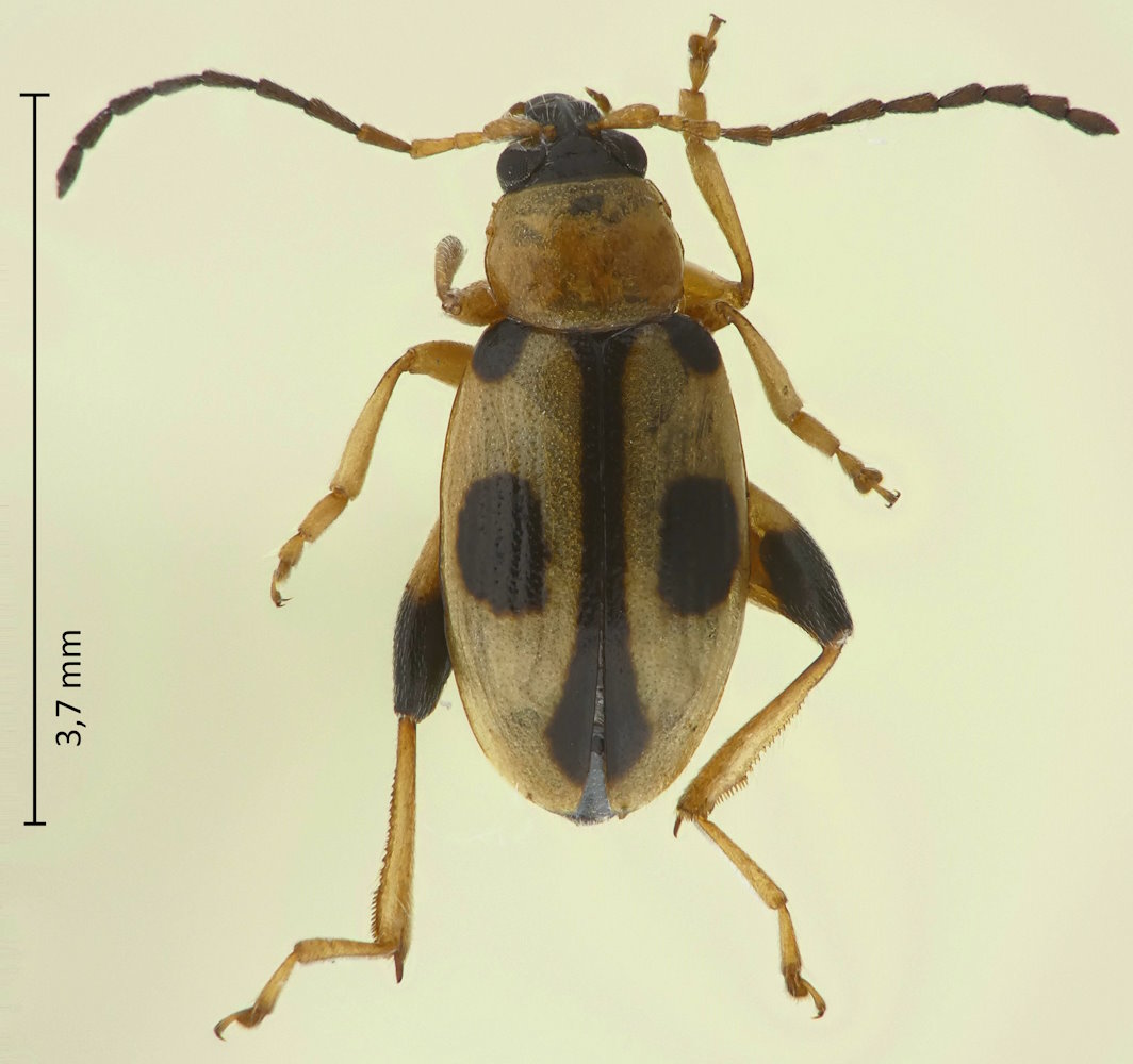Longitarsus isoplexidis